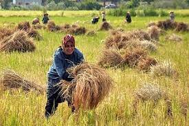 پیش بینی تولید بیش از ۷۵۰ هزار تن برنج سفید در گیلان