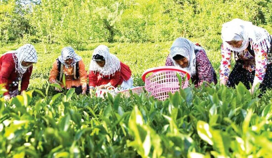با خرید ۸۷ هزار تن برگ سبز چای ،۵۰ درصد مطالبات چایکاران شمال پرداخت شد