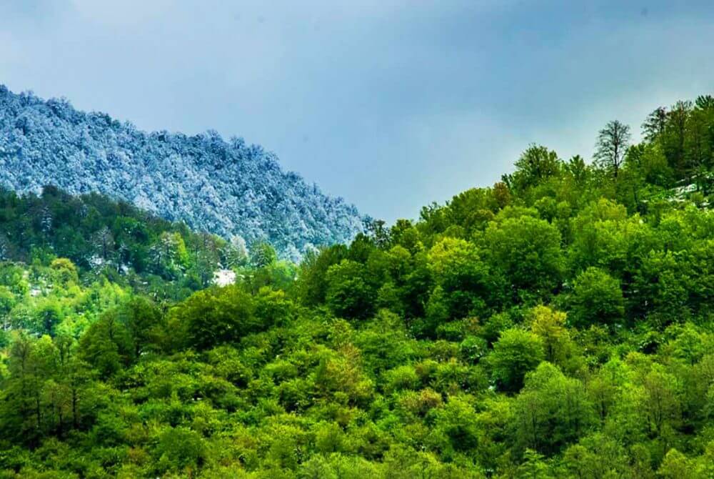 اقتصاد زیست محیطی؛ گامی برای حفظ جنگل‌های هیرکانی
