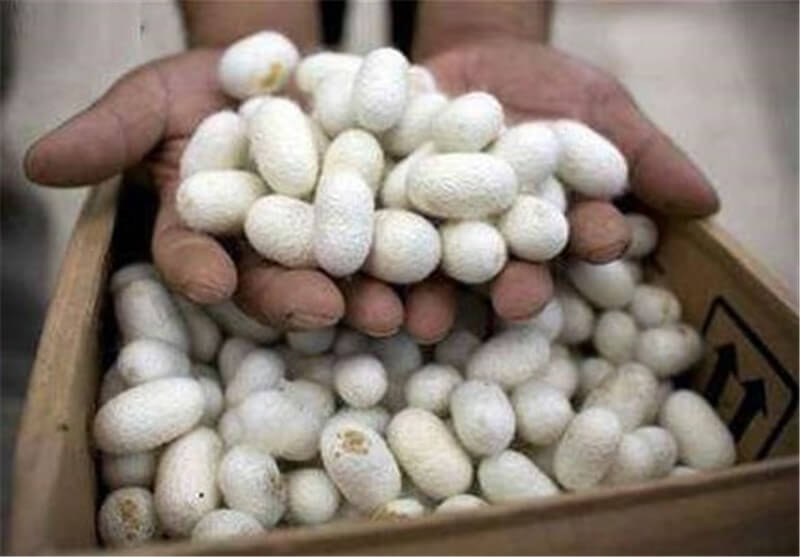 گیلان رتبه اول صنعت نوغانداری کشور را دارد