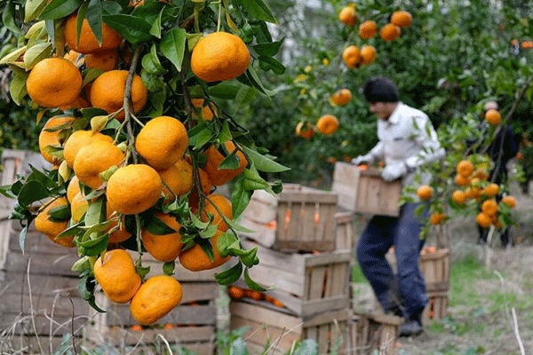 آغاز برداشت مرکبات در گیلان آغاز برداشت مرکبات در گیلان
