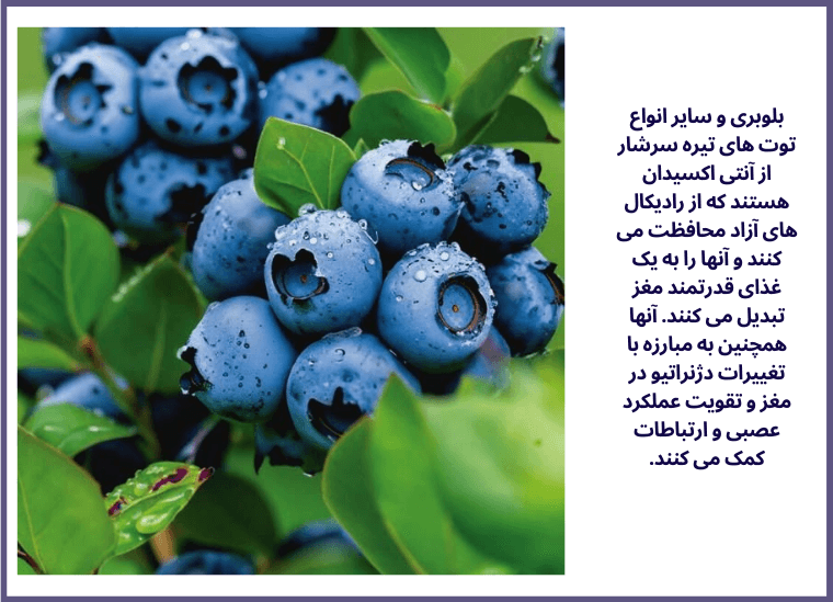 10گروه از مواد غذایی مقوی جهت تقویت مغز و حافظه انسان