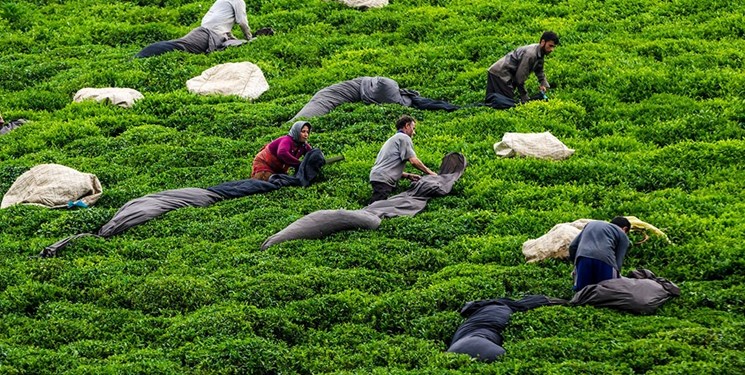 ۱۰۵ میلیارد تومان مطالبه چایکاران از دولت- تاثیر تخلفات چای دبش ادامه دارد