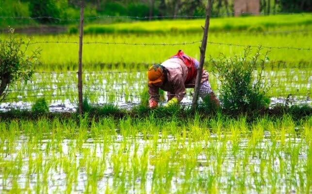 شخم اولیه ۴۹ درصد از شالیزارهای گیلان- هدفگذاری نشاء مکانیزه ۱۹۵ هزار هکتاری