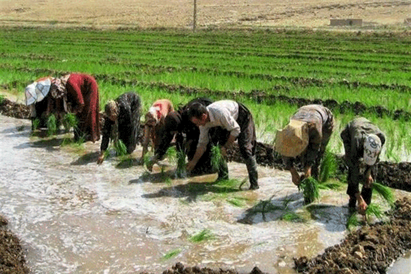 نشاء برنج در گیلان