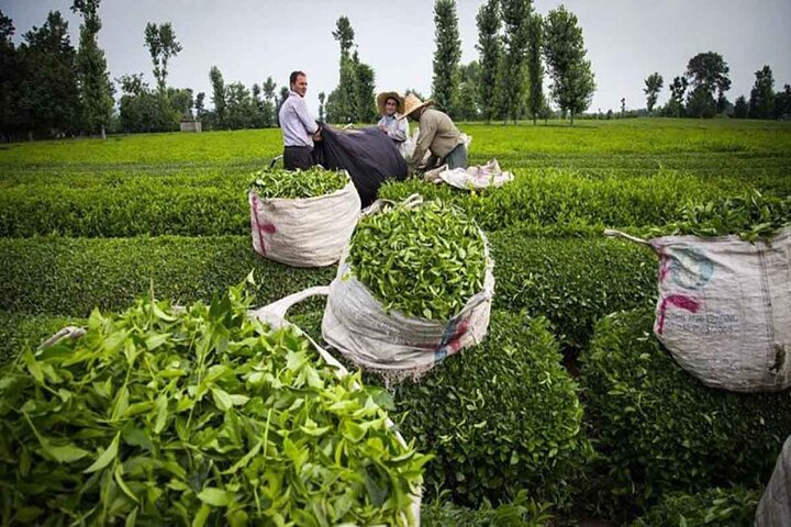 برداشت بیش از ۵۰ هزار تن برگ سبز چای از باغهای شمال کشور برداشت بیش از ۵۰ هزار تن برگ سبز چای از باغهای شمال کشور