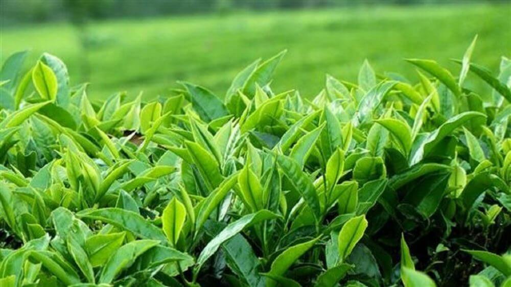 خرید ۳۱ هزار و ۱۷۷ تُن برگ سبز چای از چایکاران شمال کشور