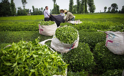 پایان چین نخست برگ‌های زمردین چای از باغ‌های شمال کشور