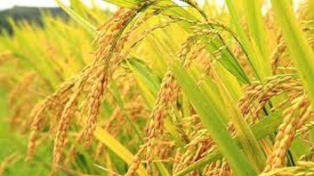 بزرگترین پالایشگاه برنج در شرق گیلان تاسیس می شود