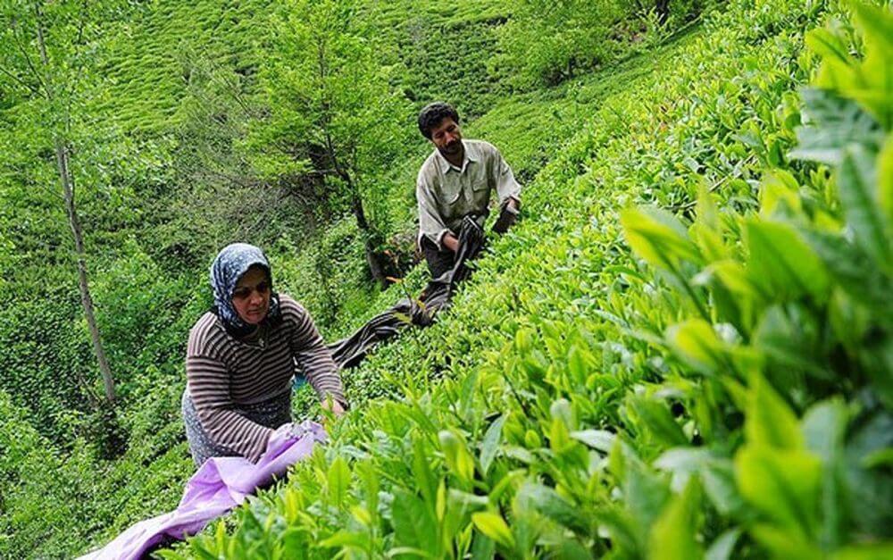 پرداخت ۸۴ درصدی سهم دولت از مطالبات چایکاران