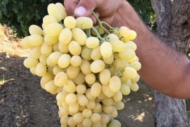خداحافظی با بیماری قلبی با یک ماده غذایی شگفت‌انگیز