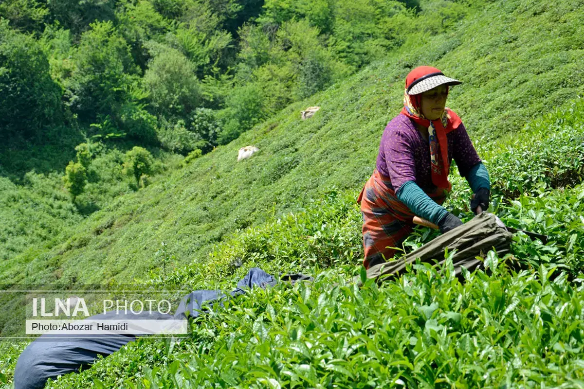 نارضایتی چایکاران از قیمت خرید تضمینی چای ‌ - کاهش اراضی کشت به ۱۸۰۰۰ هکتار