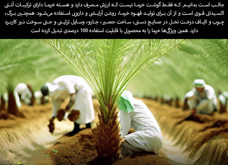 معجزه غذایی خرما